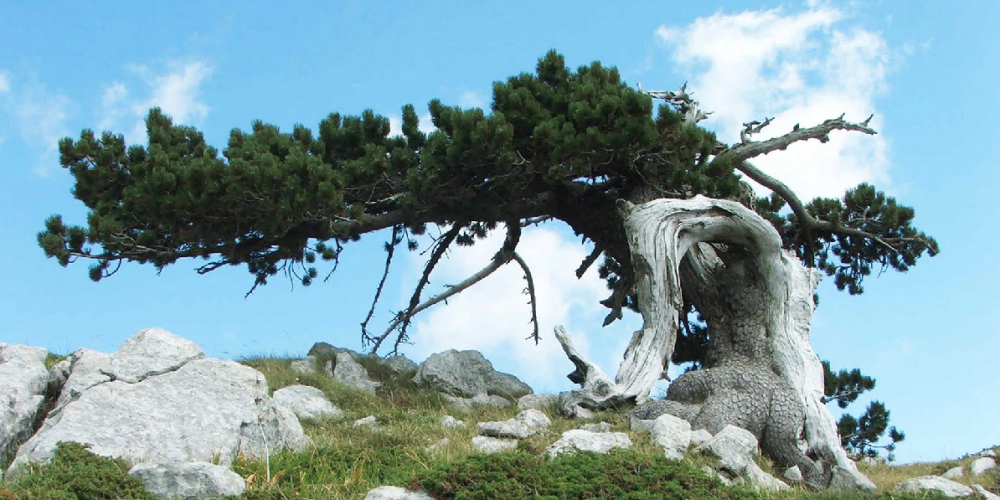 parco del pollino pino loricato